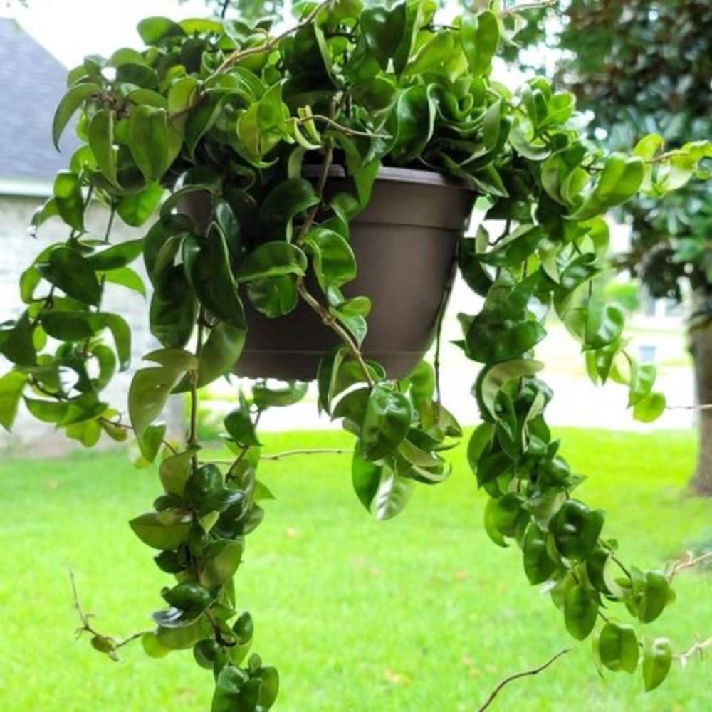 Meet your Posher, Nydia